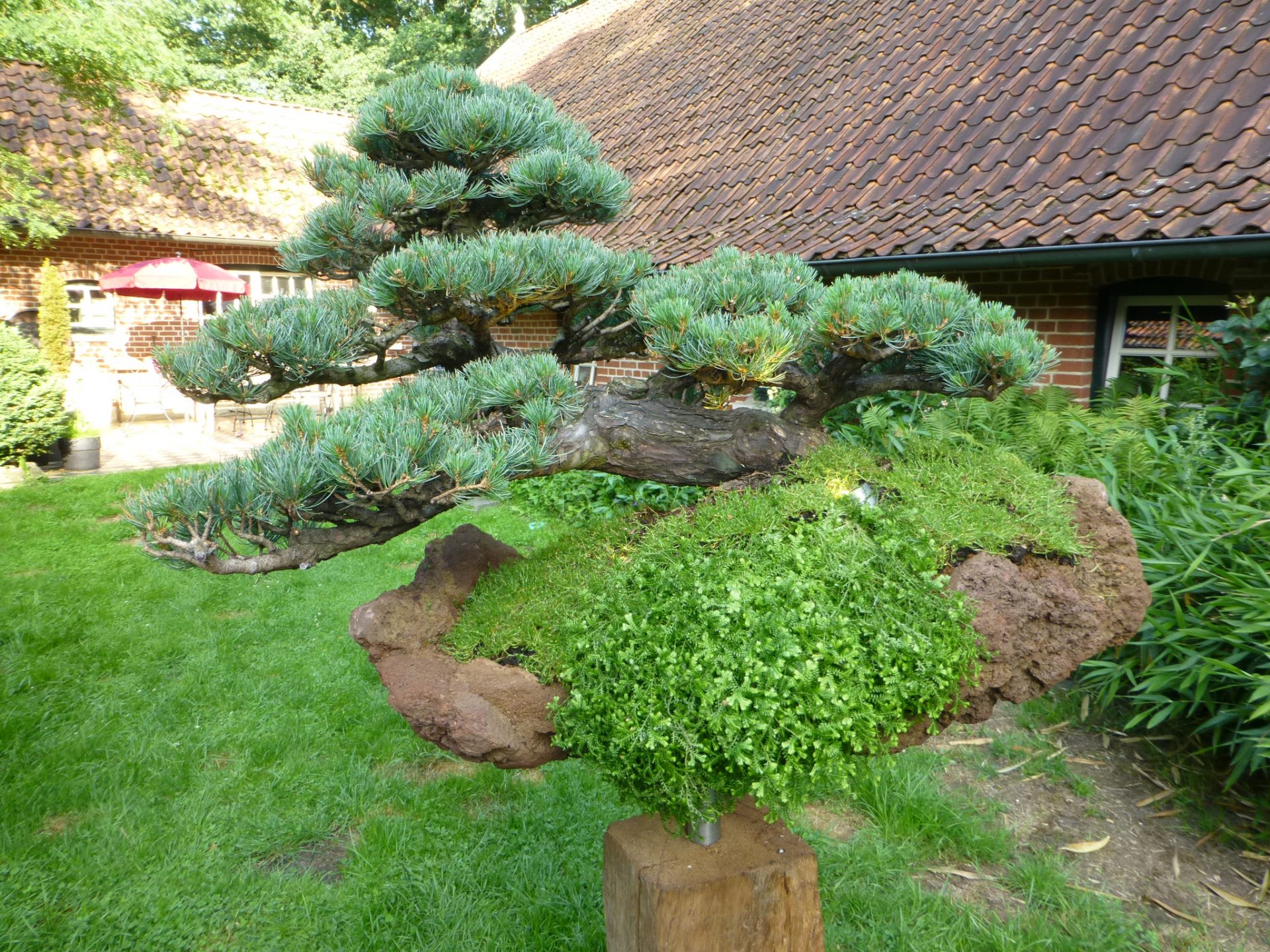 artificial bonsai Artificial Bonsai Arrangement with Real Tree Trunk  MAIA HOMES